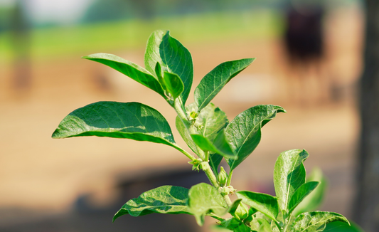 Understanding Ashwagandha: How This Ancient Herb Supports Your Wellbeing