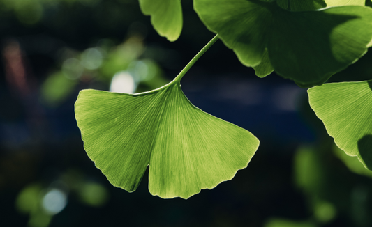 Understanding Ginkgo: How Flavonoids and Terpenoids Support Brain Function