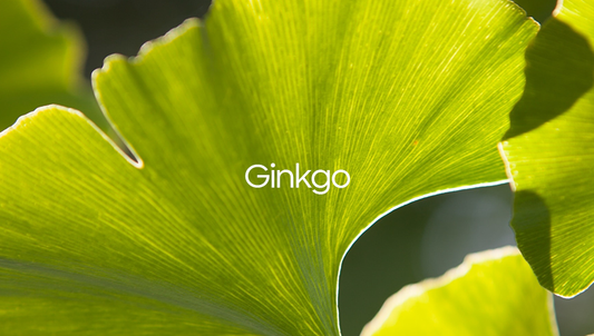 Welcome to Our World of Herbs Garden - Ginkgo