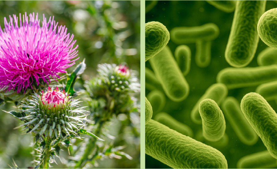 Milk Thistle + Probiotic: Supporting Gut and Liver Health Together