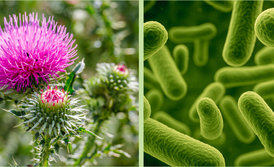 Milk Thistle + Probiotic: Supporting Gut and Liver Health Together