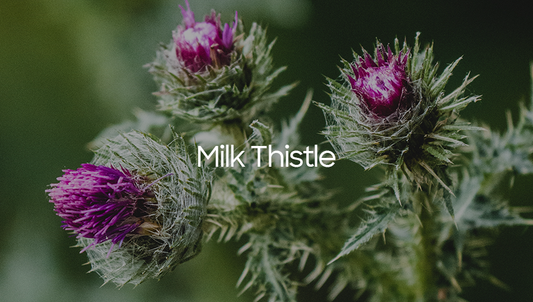 Welcome to Our World of Herbs Garden - Milk Thistle